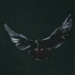 YGEBB Dove Long Sleeve In Black